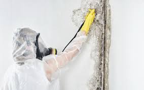  , USA Mold Removal Pros